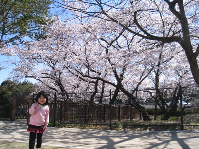 Sakura2