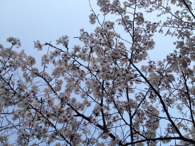 Sakura2012