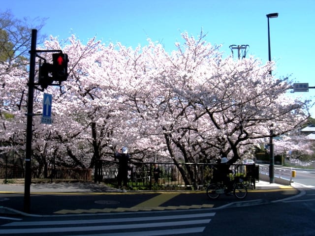 Sakura5